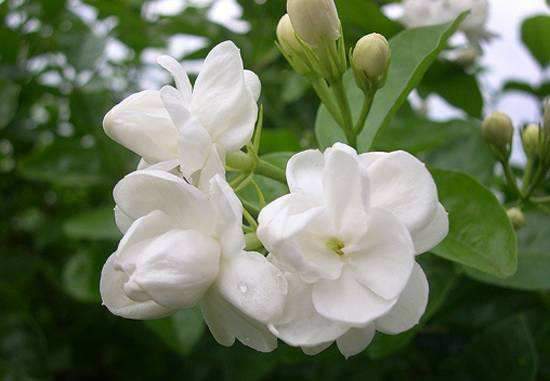 爆盆|4种漂亮花，好打理，易爆盆，开满整个花盆，快养起来吧