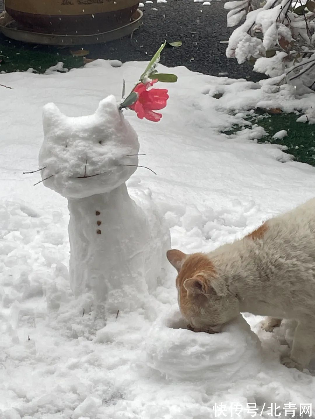 雪人#雪人大比拼，长沙人确实不走寻常路！特别是有位兽医的作品