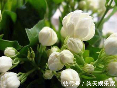钾肥|栀子、茉莉不开花这么一处理,花苞“嗖嗖冒”,花朵洁白、芳香