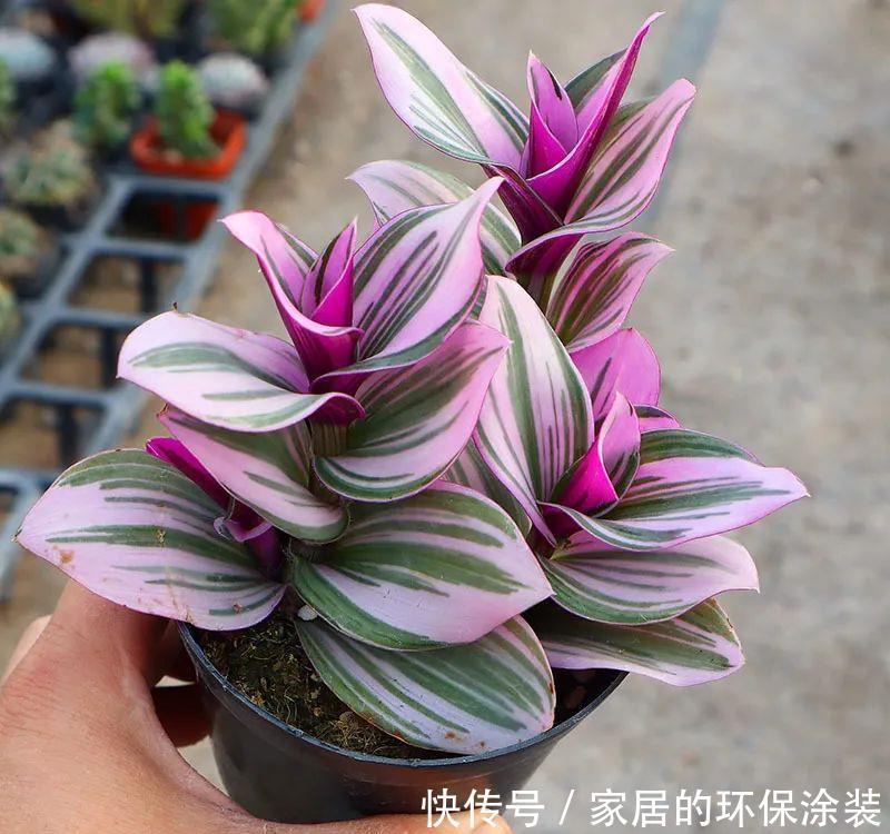 吊兰|诗情画意的网红鸭跖草,油画吊兰这么养护,叶片清丽脱俗如画卷