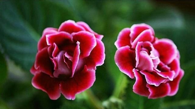 新手养花别选“它”,花虽美得惊艳,却比“玫瑰”还难养,别浪费