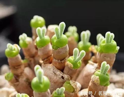 多肉|6种多肉植物,好养护颜值高,上色美长满盆,值得养一盆!