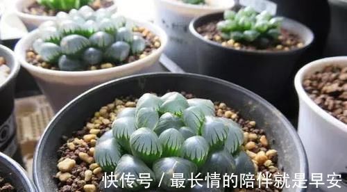 塑料杯子没用？给多肉植物扣一个，叶子马上变圆润又水灵