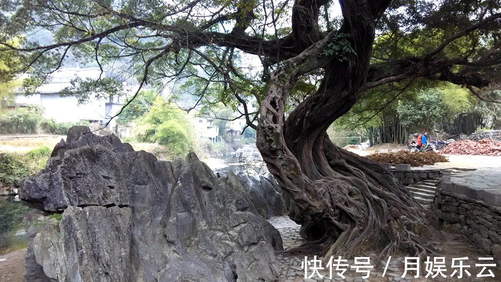 植物|农村一种植物，人称“树王”，好种容易活，做盆栽盆景漂亮