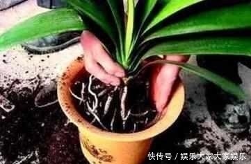 什么阿司匹林、维生素都不如“1块它”,掰碎扔盆里,壮根挤破盆