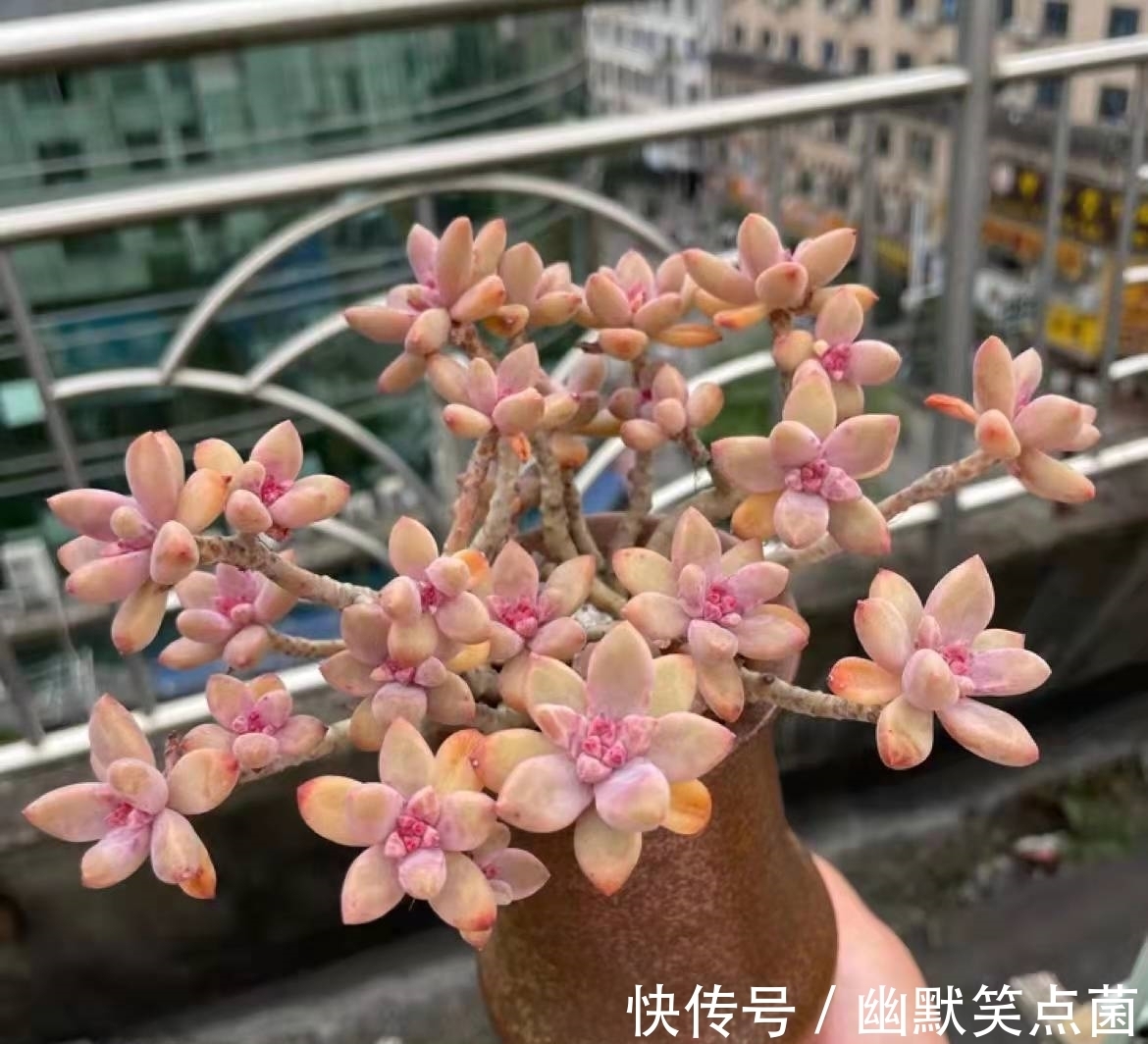 沐寒揽风，看几盆红绿肥瘦，等一春灿烂盛景