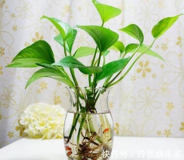 哪种“水”更适合水培绿萝小花匠用这种水,水培绿萝疯长爆盆