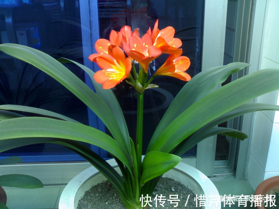 3种“养人花”，好看好养又能净化空气，越养越“贵气”！