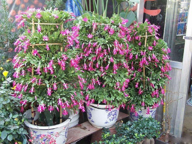 养花高手用这3招，蟹爪兰不烂根，不干瘪，叶硬花艳长成瀑布