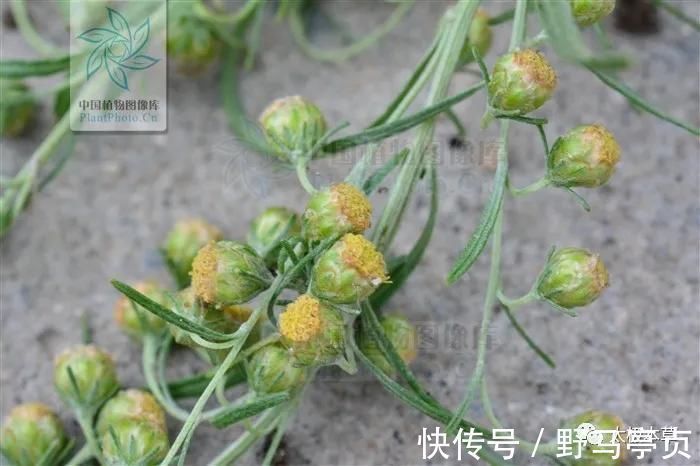 中药大辞典|大籽蒿,见过吗?全草肺热咳嗽、咽喉肿痛;花治黄水疮、皮肤湿疹