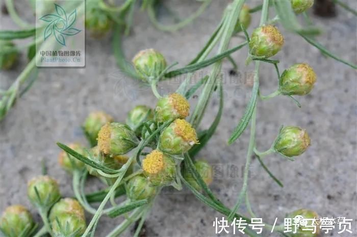 中药大辞典|大籽蒿，见过吗？全草肺热咳嗽、咽喉肿痛；花治黄水疮、皮肤湿疹