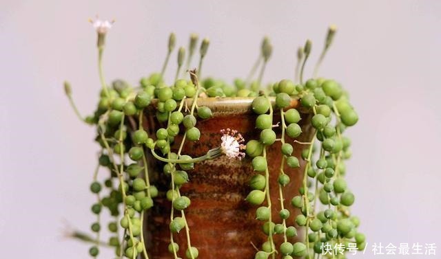 多肉植物四季浇水口诀,照着养,想养死都难!