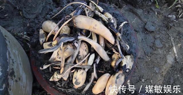 4种“陷阱”花,不适合新手,花店遇到要避开,别白花买花钱
