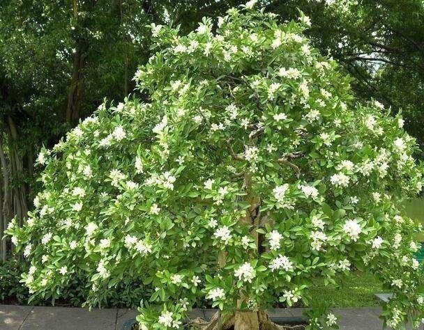 少抽两包烟,此花也要栽2株,花香不输给桂花,好养又好看!