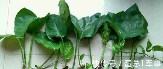 成活率|八九月份,适合扦插“7种花”,成活率高