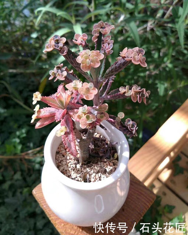 皮实|多肉养1盆死1盆,推荐5个“皮实”品种,一养就爆盆