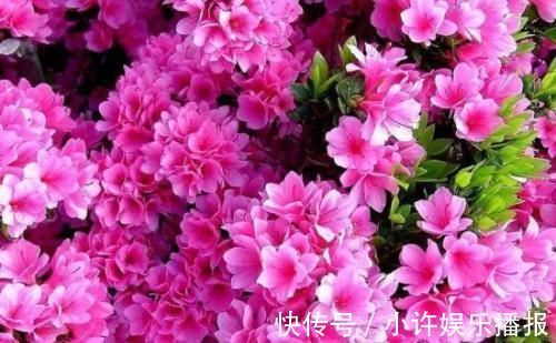 杜鹃花|2种花,再漂亮也别养,太难养了,养花大神都难养活!