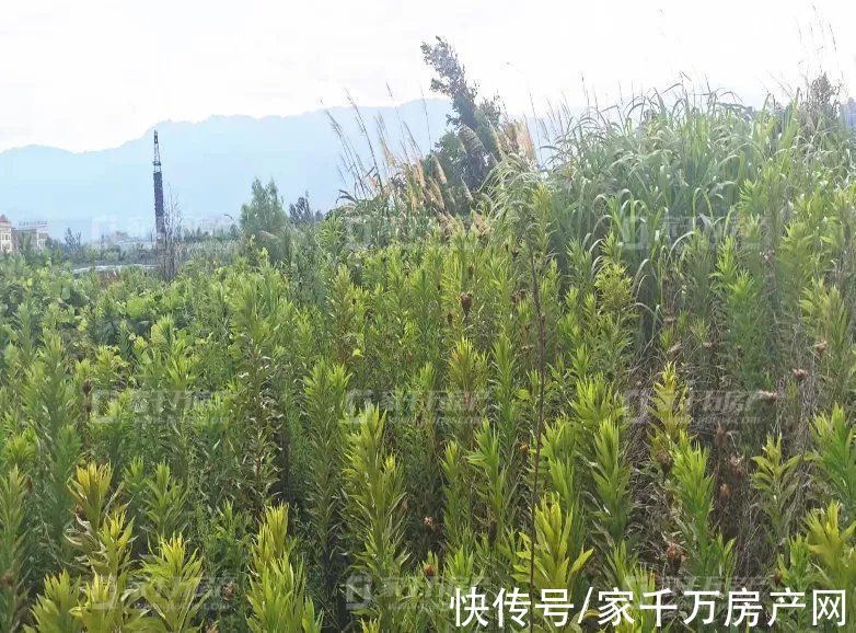 出让|引爆浔城！浔阳古城项目落锤！土拍6连击！揽狂8.47亿