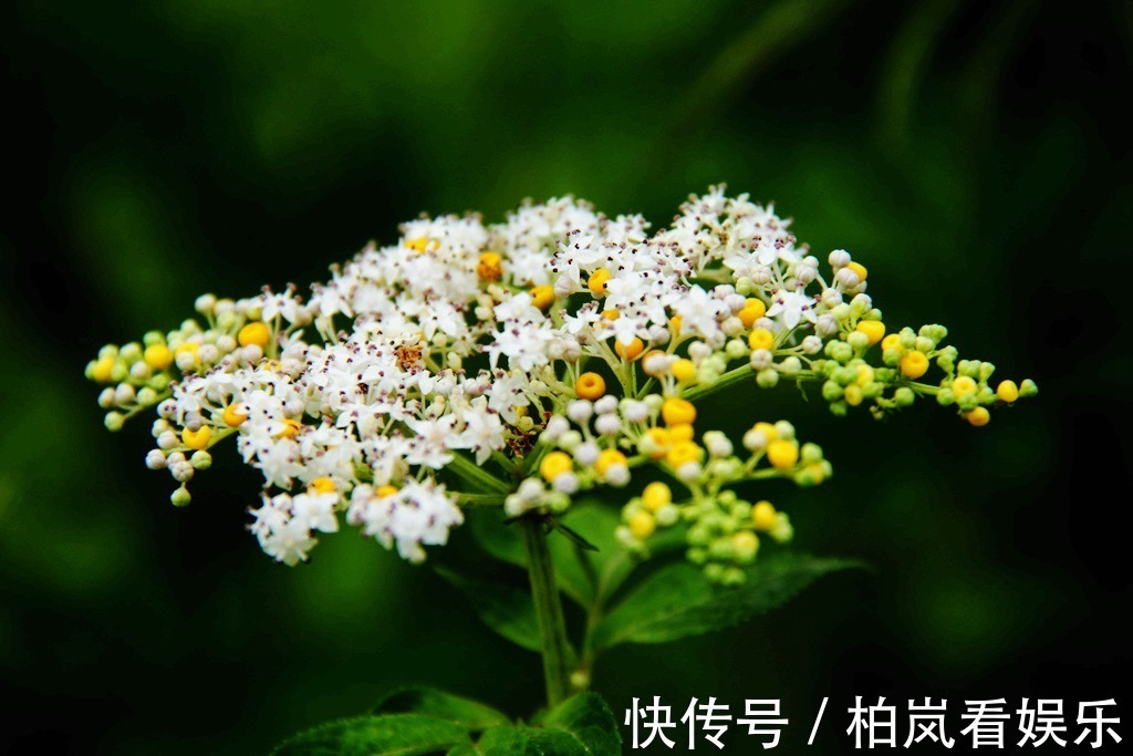 小儿麻痹后遗症|一分钱不花就可治疗颈椎病腰椎病的草药,血满草,接骨草