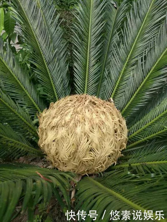 4种花有灵性,平时难开花,一有好事就开花!