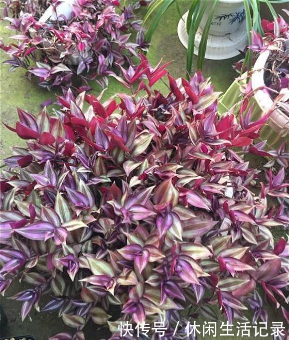 最好养的“草”,比“绿萝”长得快,房间再小也要养盆它,特漂亮!