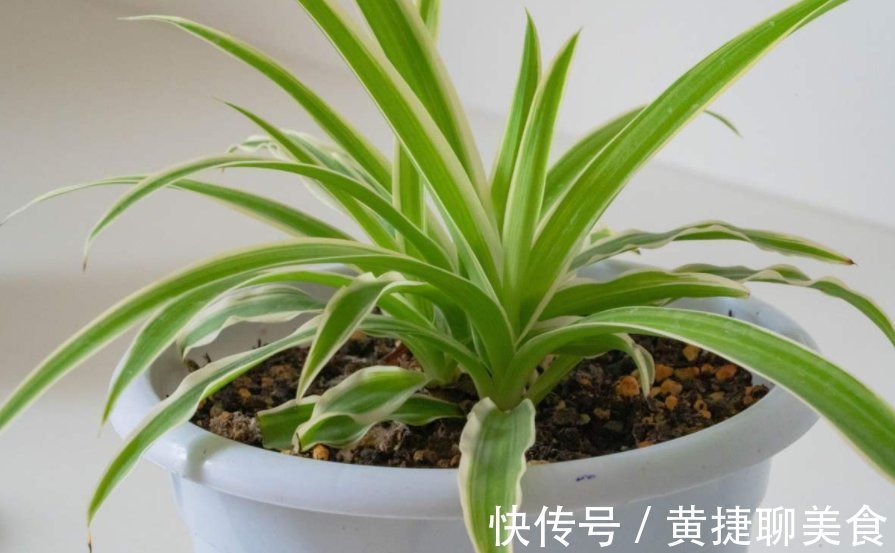 为什么吊兰总干尖?4个原因导致,对症下药好得快