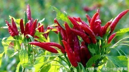 阳台很容易使用，种一盆辣椒，按照四个步骤做盆景，既漂亮又美味