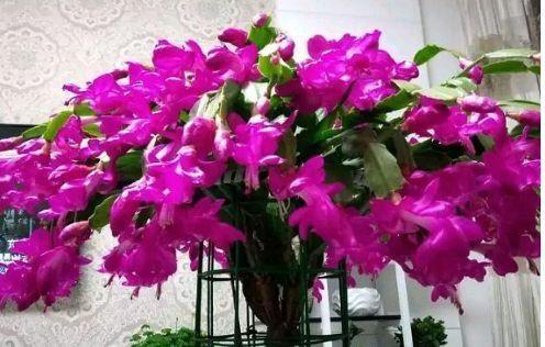 几款花卉漂亮又好闻,花色鲜艳夺目,花朵美艳迷人