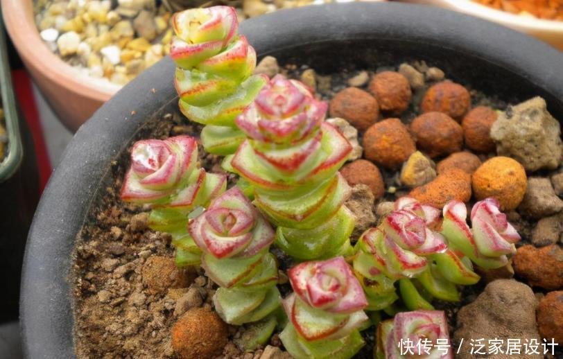土质|夏养多肉,想要收获满满一盆?多栽几株钱串,2个月就梦想成真