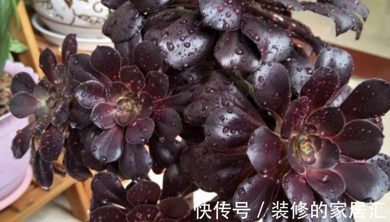 养护|养多肉黑法师,将注意力集中在这3点,盆栽长得格外精神