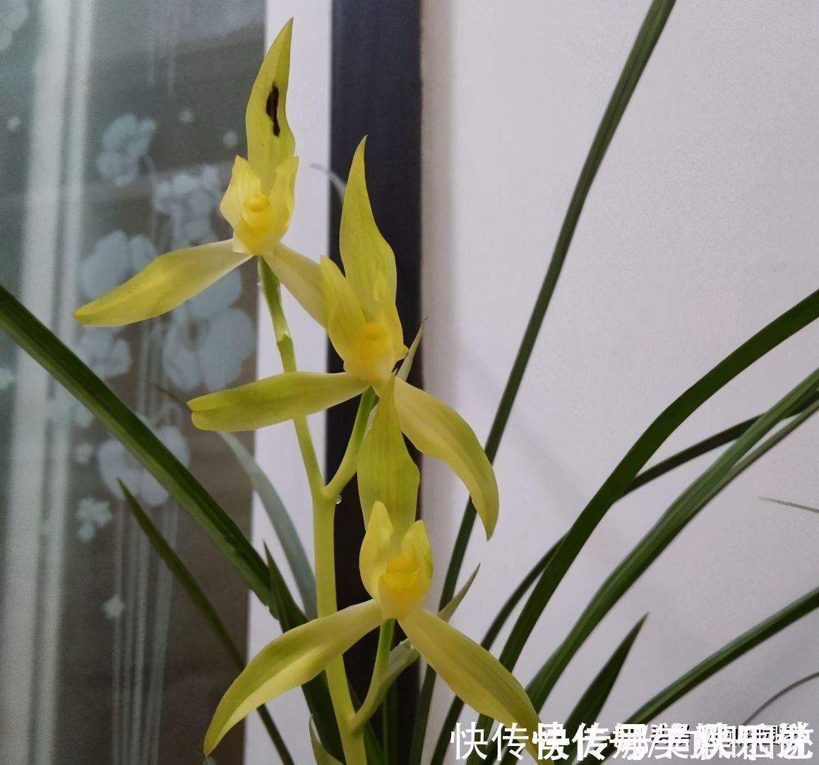 黄叶子|种兰花，植料不用买，公园里捡一些松树皮，养兰花促进开花