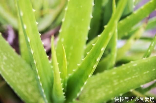 种花|卧室就养4种花,“养人”又养气,不是没有道理