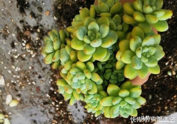 光照|多肉无需买太多,能把家里的养好了,这就够了,买多了没有用