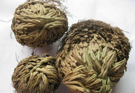 急性阑尾炎|农村到处都是宝，3种野草，农民恨之入骨，可药用，是治病的良方