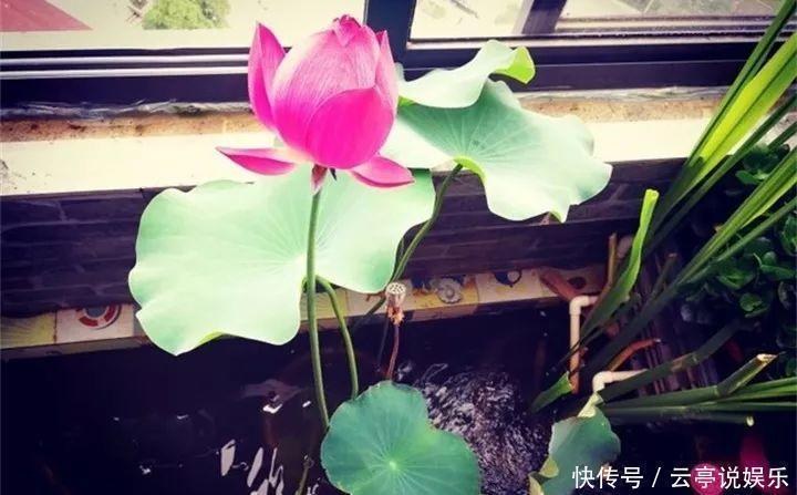 阳台|晒不死的6种花,扔阳台不用管,越晒花越多!