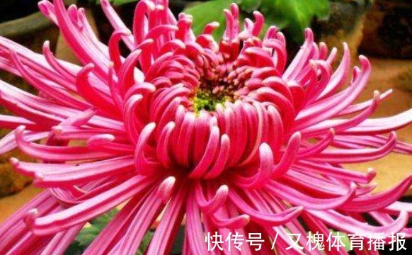 喜欢养菊就选“紫气熔霜”,花姿卓越,美艳端庄,观赏性价值极高