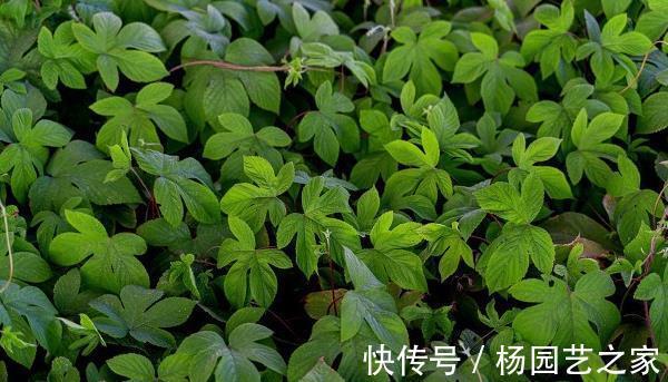 农村|农村随处可见的拉拉秧,不止身上长满了刺,这些用途你也要知晓