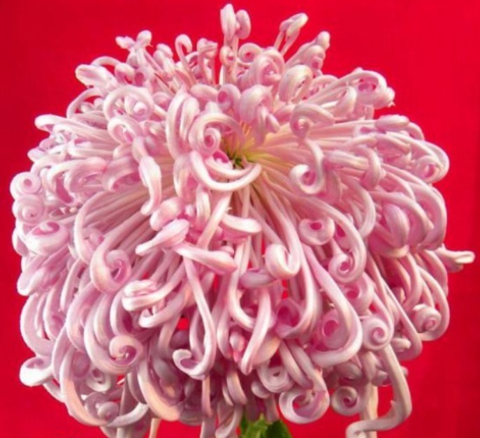 喜欢菊花,不如养盆“菊之珍品”盘龙出海,似祥龙出海,非常霸气