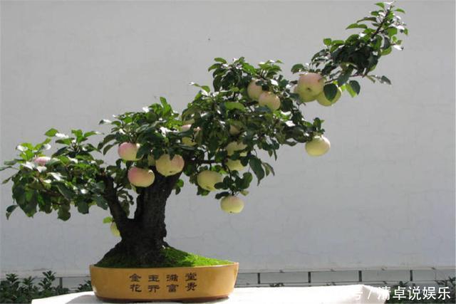 这3种果树养成盆景,放在家里观花结果两不误,寓意极好都很喜欢