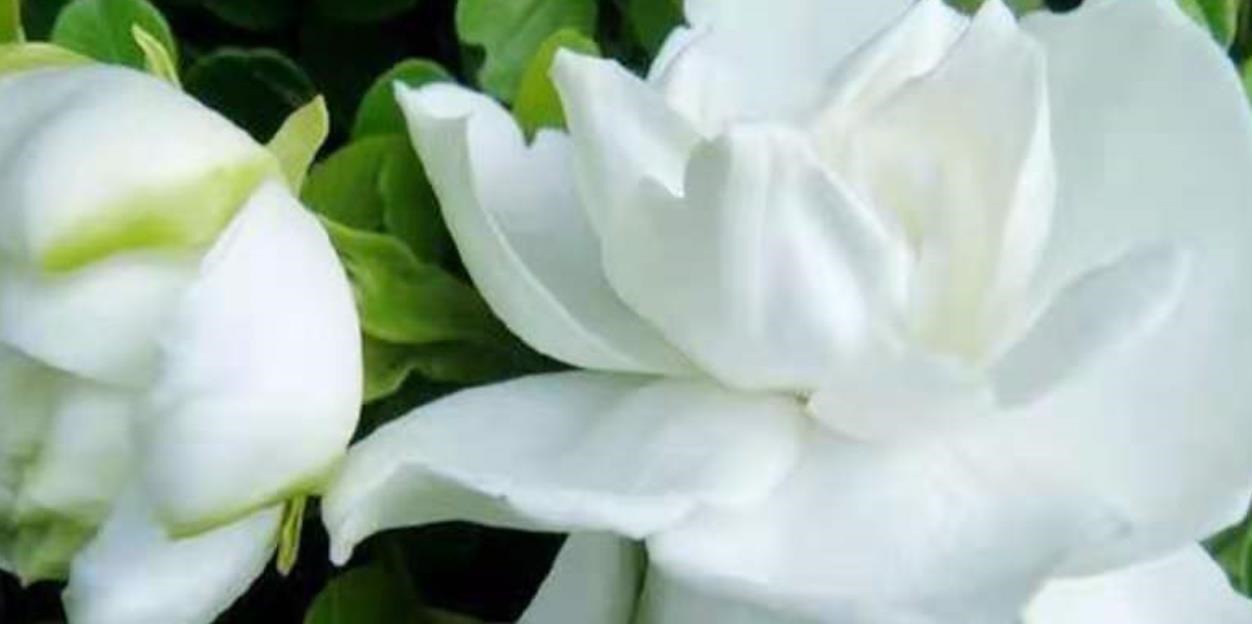 懂花的人，都爱养这5种花，漂亮好养易爆盆，寓意好还养人