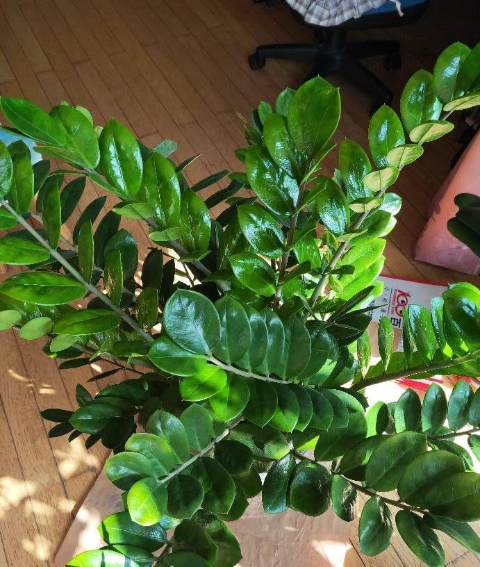 10种“吉利花”，“穷养”才能长大，越挤越壮实，越大越“旺家”