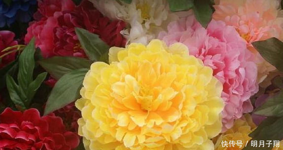 素有“花中之王”的几种花,堪称“开花机器”,美观又好养