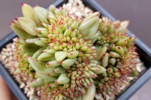 名字很洋气的多肉艾克魂，你知道它是什么品种缀化而形成的吗？