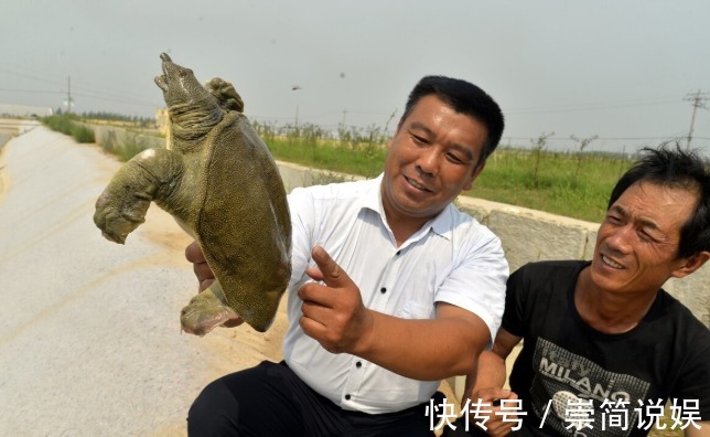 下饭|甲鱼怎么杀具体怎么做才好吃牢记“3招”,甲鱼香浓又下饭