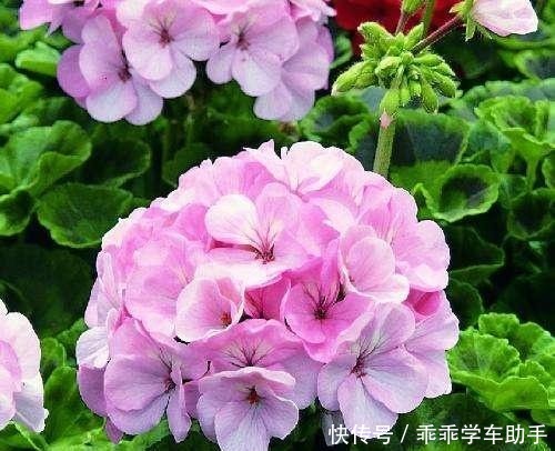 阳台养花就养它，耐热好养、开花多，夏天开到爆盆，像一个小花园！