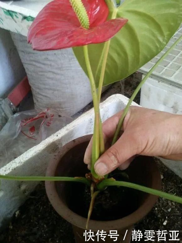 虎皮兰,红掌,吊兰养成老桩，变成大树，真壮观