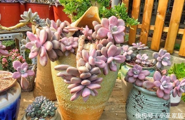 杜鹃杜鹃|这6种花,记住晚上冻,白天晒,开花特别快!