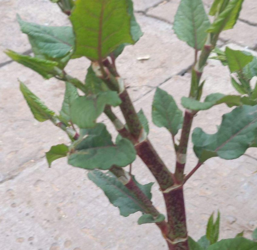  横行霸道的日本虎杖，在中国被吃怂了，10元一斤不够卖