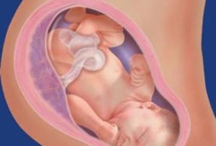 胎儿|胎儿头部为何会乖乖“入盆”？最后一个原因，让很多人咂舌称叹！