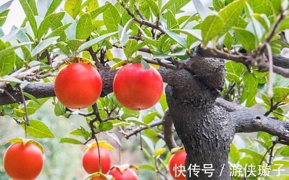 盆景|最值钱的九大盆景树种,收藏了